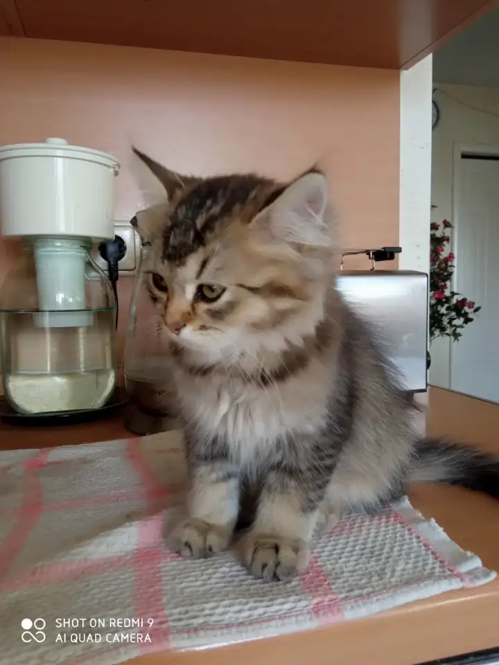 Нежный котенок Лёва ищет дом!, фотография 4