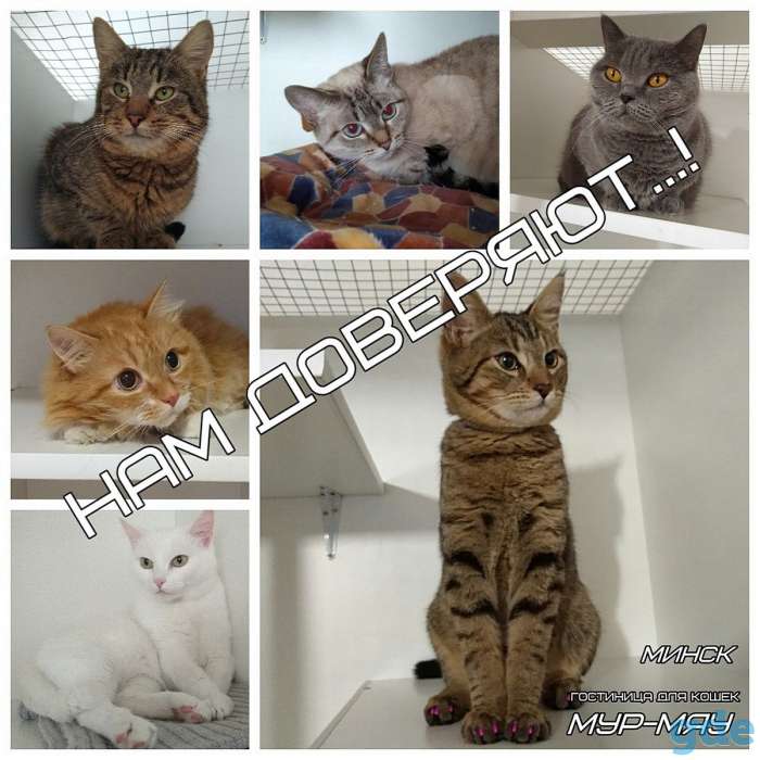 Передержка котов Минск, фотография 1