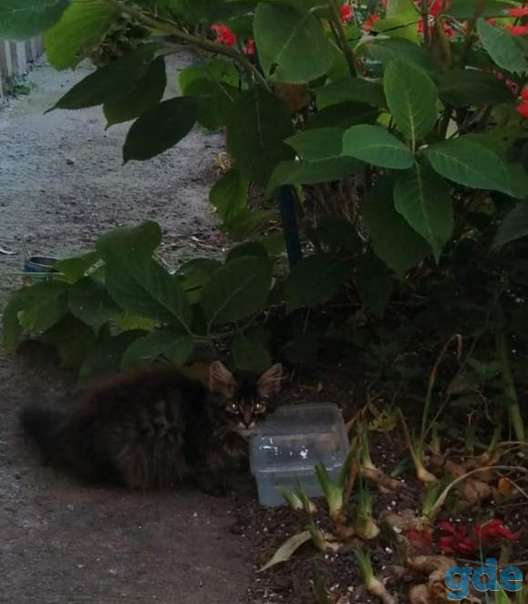 Котенок ищет передержку срочно, фотография 1
