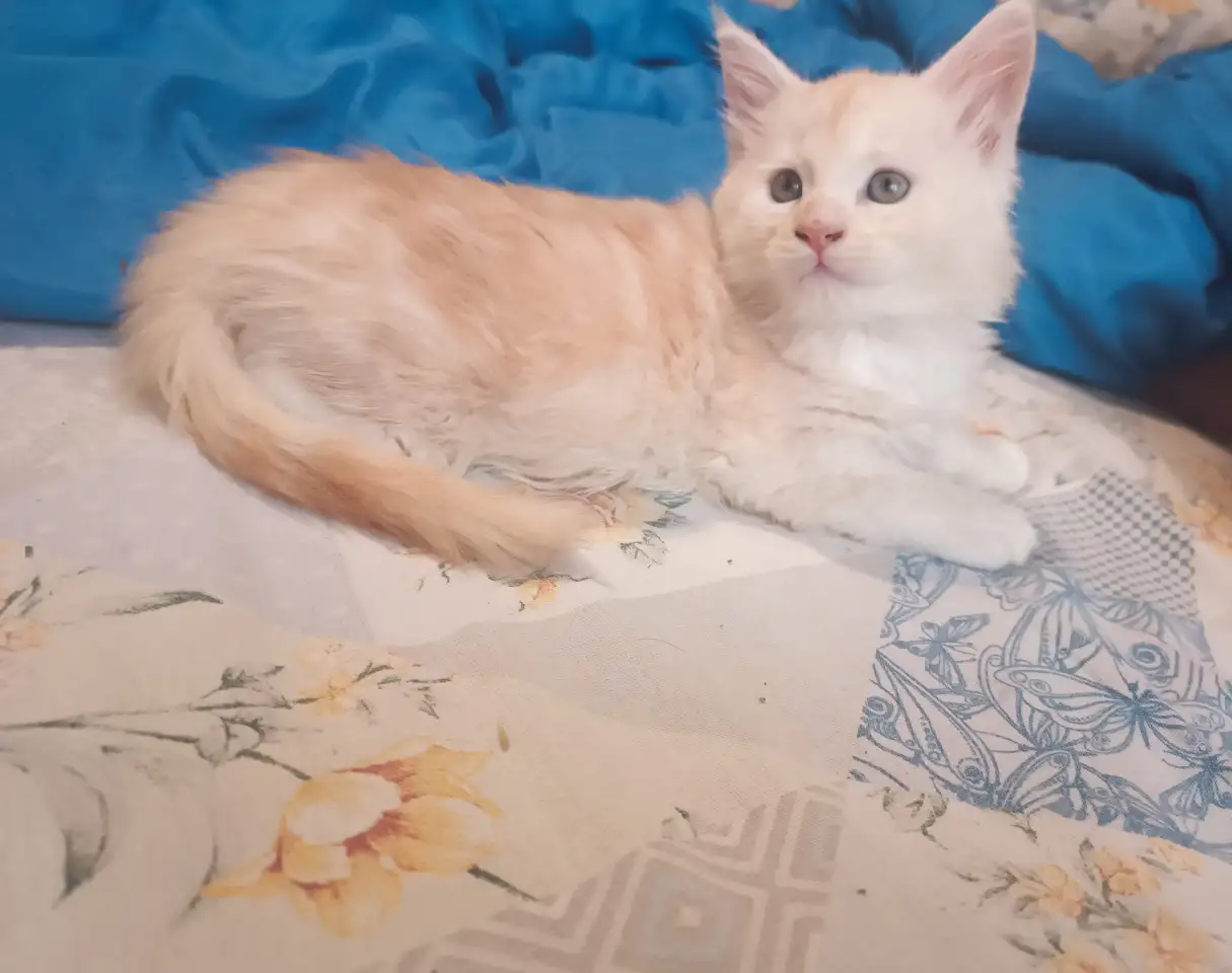 Котята мейн-кун, фотография 7