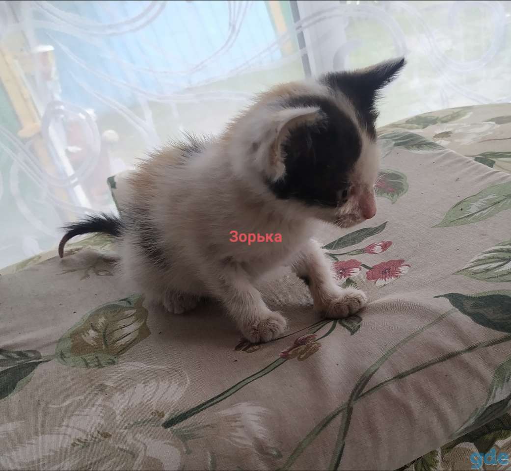 Котята в дар, фотография 2