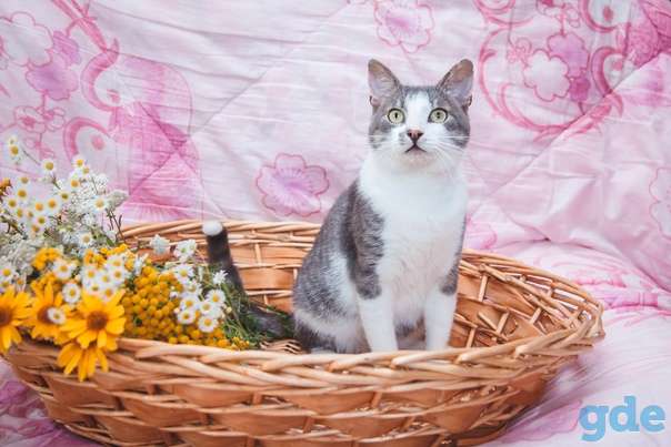 Котик ищет дом, фотография 2
