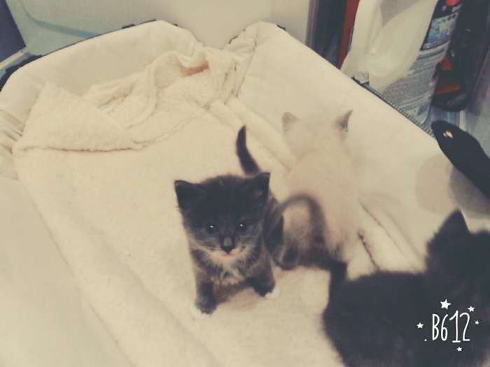 Отдам котят в хорошие руки)), фотография 6