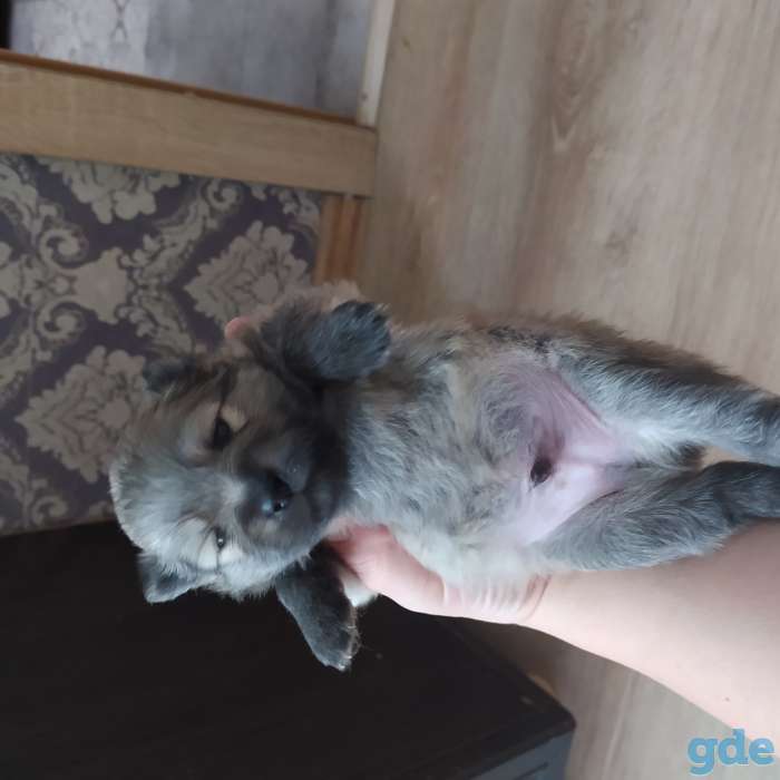 Продам 2х мальчиков померанского шпица, фотография 6