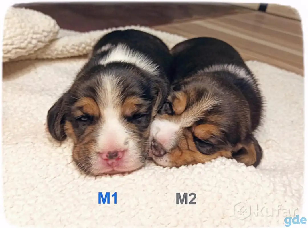 Милые щенки Бигль, фотография 4