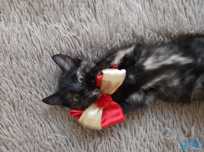 Котята, фотография 1