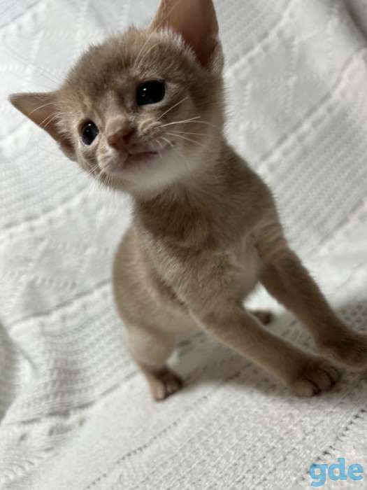 Абиссинские котята, фотография 6