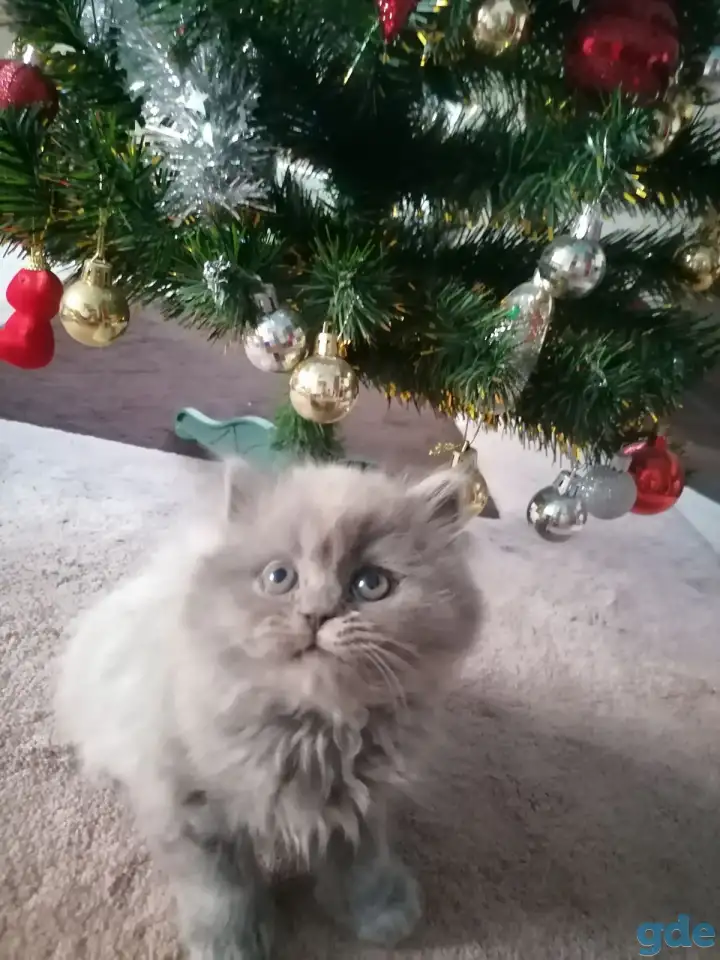 Британские котята, фотография 4