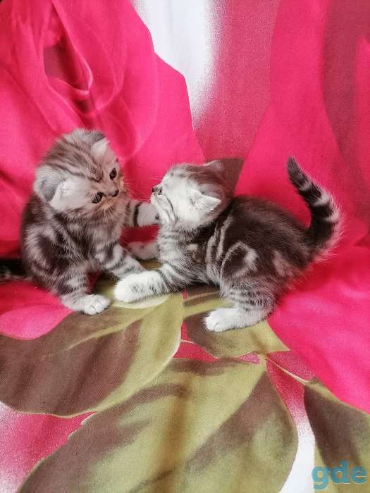 Шотландские котята, фотография 9