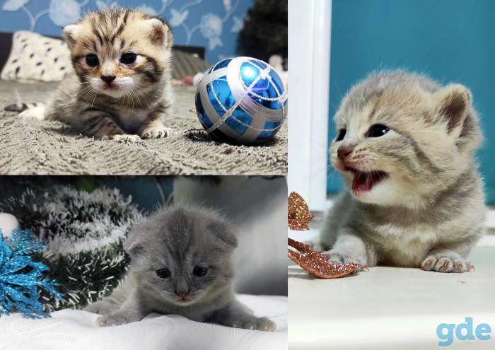 Шотландские котята, фотография 3