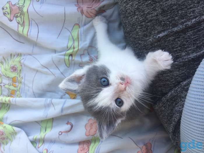 Котята, фотография 5