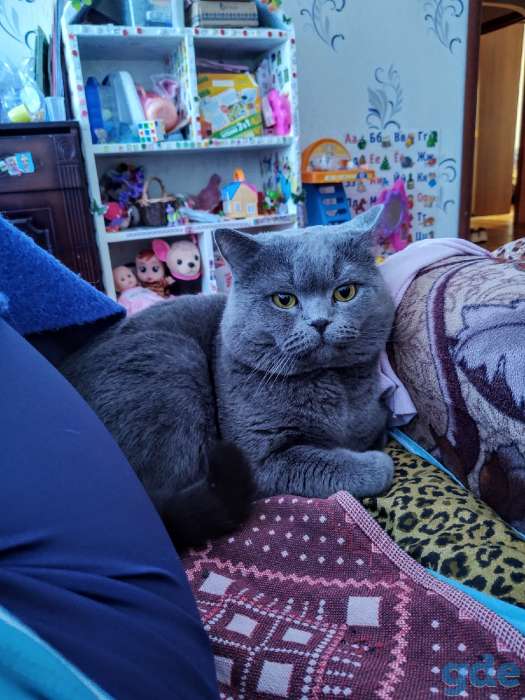 Британские котята, фотография 2