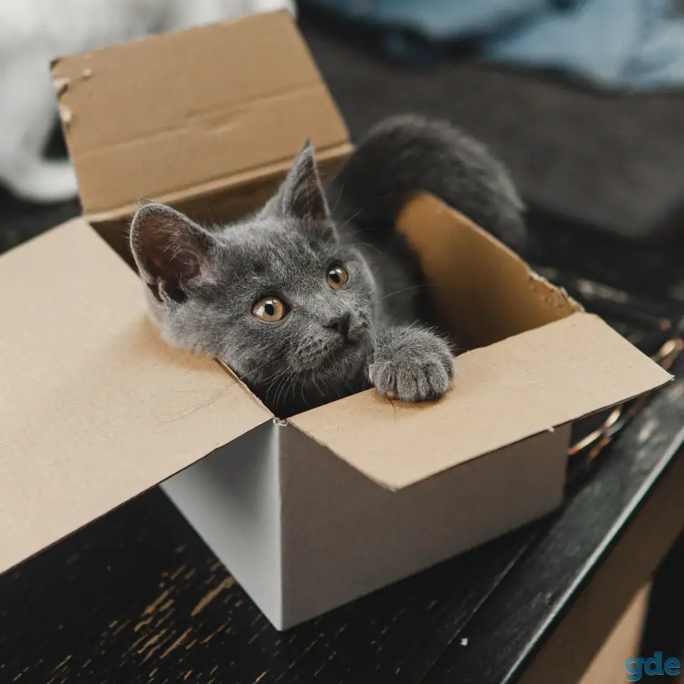 Шотландские котята, фотография 7