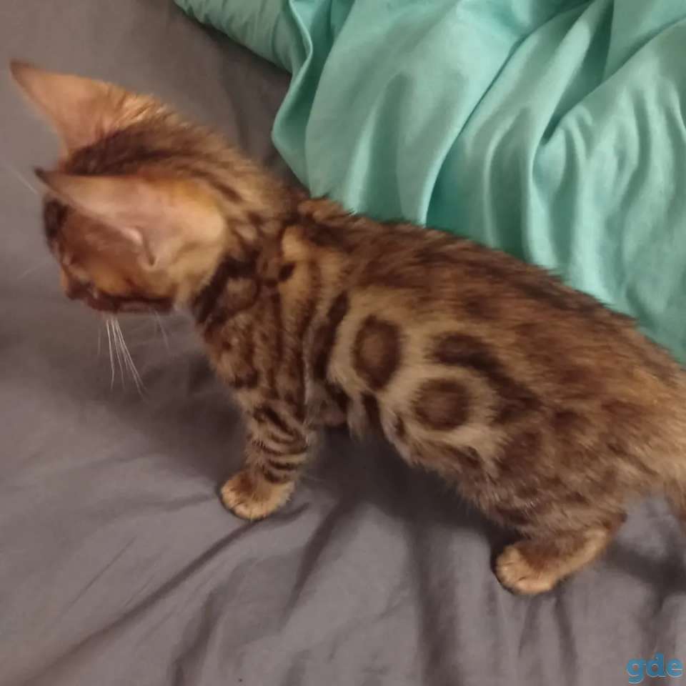 Котенок бенгальский, фотография 2