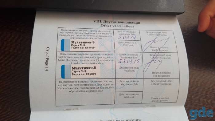 продам щенка шпиц померанский, фотография 4