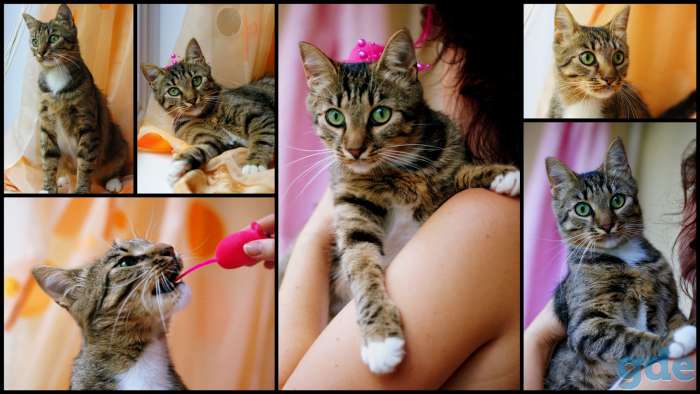 Люси – кошка с зелеными глазами в дар!, фотография 4