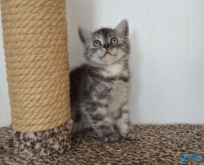 Шотландский короткошёрстный мальчик, фотография 5