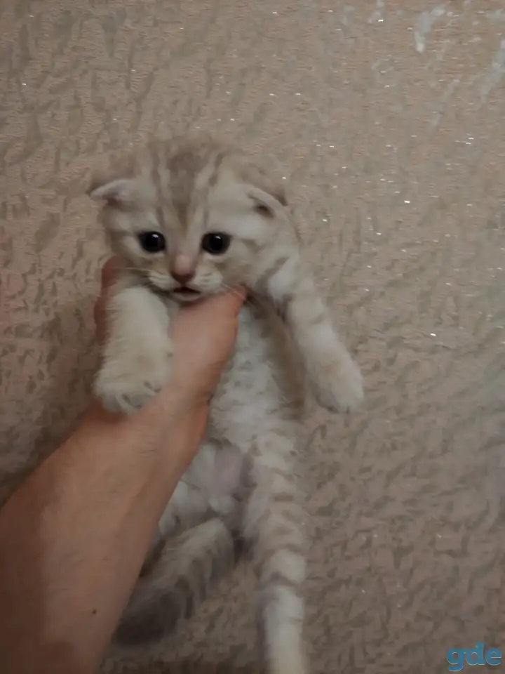 Котята шотландские вислоухие, фотография 6