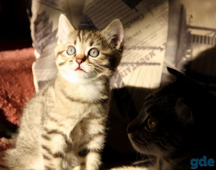 Британские короткошерстные котята, фотография 4