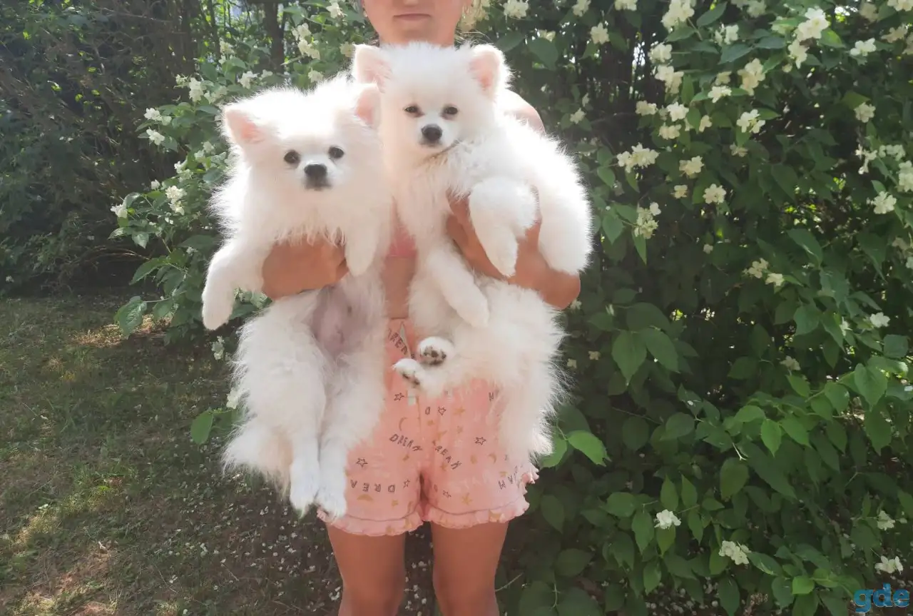 Шпиц девочки, фотография 2
