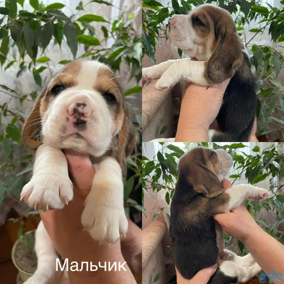 Щенок породы Бигль, фотография 2