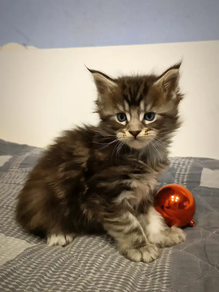 Котята Мейн-кун, фотография 2