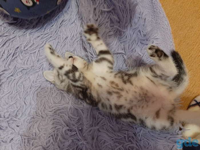 Шотландские котята, фотография 3