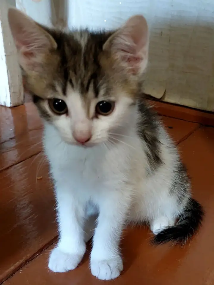 Ищу дом для котенка, фотография 5