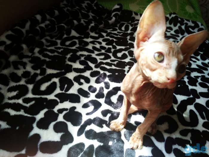 Cфинкс котёнок, фотография 1
