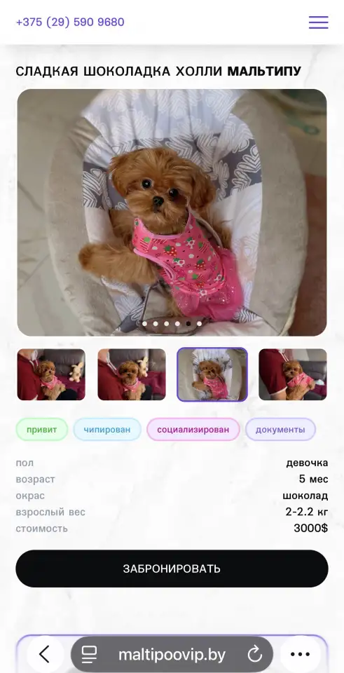 Мальтипу мини и микро пушон той пудель, фотография 10