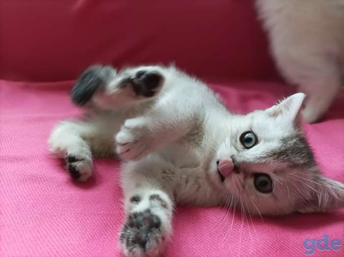 Чистокровные шотландские короткошерстные котята, фотография 7