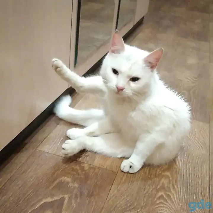 Котик, фотография 2
