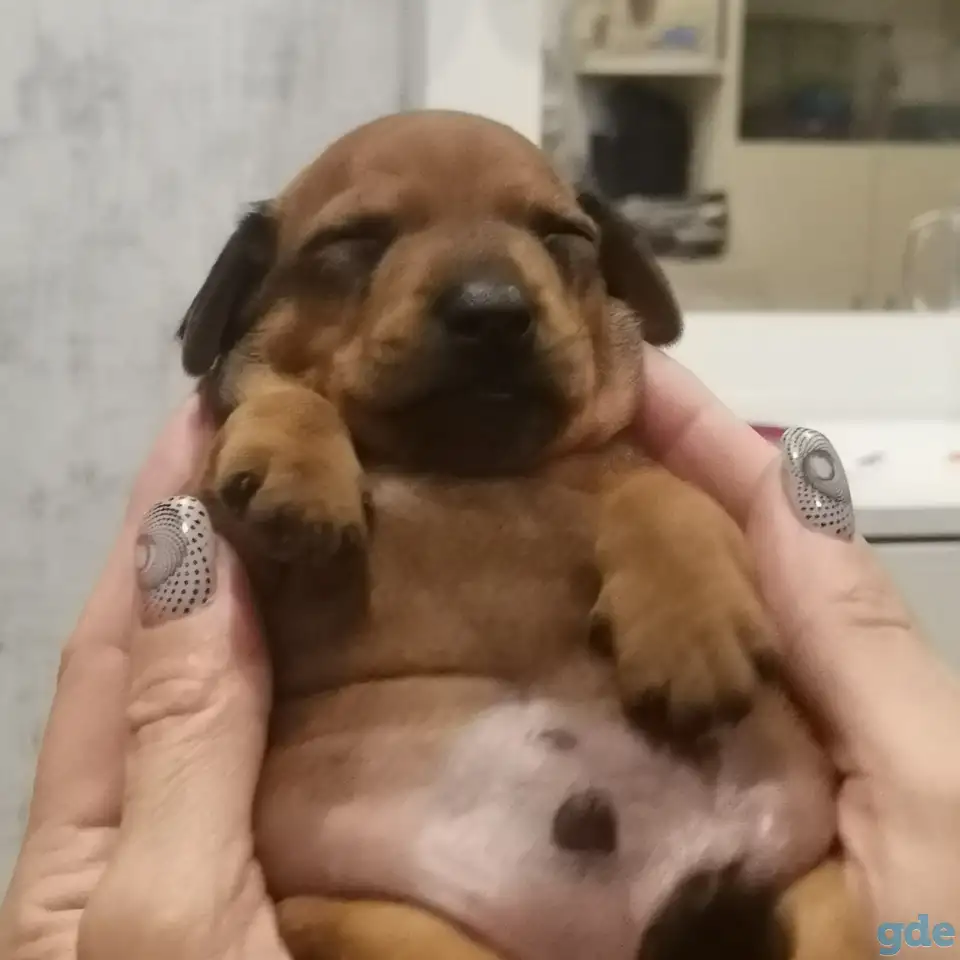 Продам цвергпичера , мальчик, фотография 2
