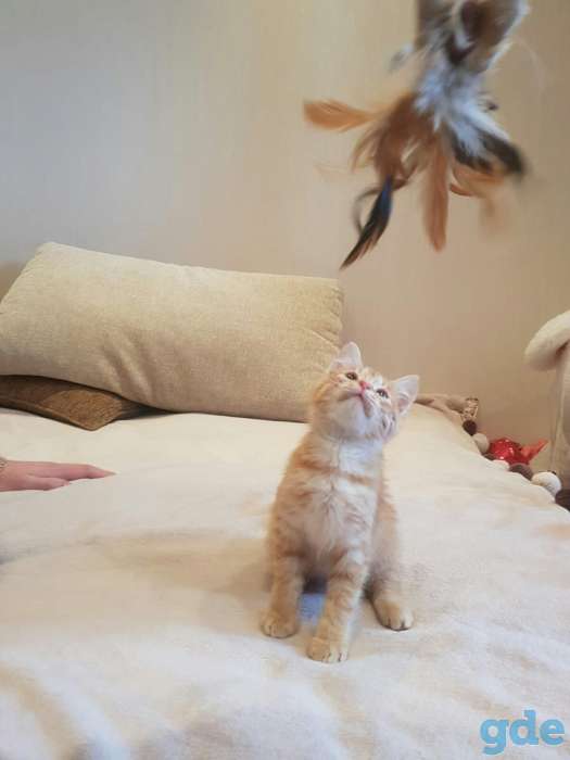 котенок, фотография 2