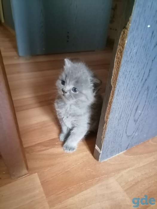 Продаю котят шотландской породы, фотография 2