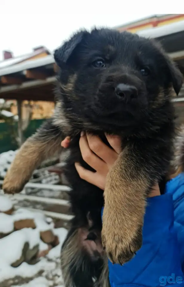 Продам щенка немецкой овчарки, фотография 1