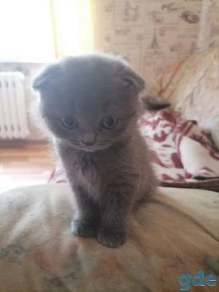 Продаю котят шотландской породы, фотография 1