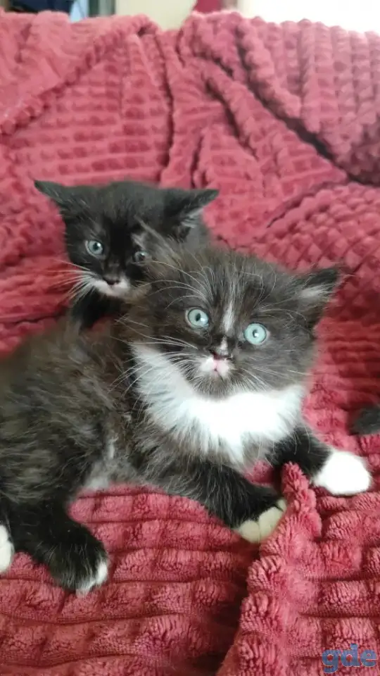 Котята в дар, фотография 1