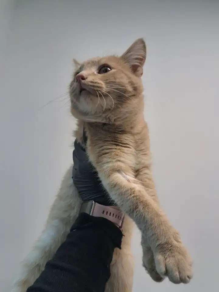 Кот ВАСИЛИО ищет дом, фотография 3