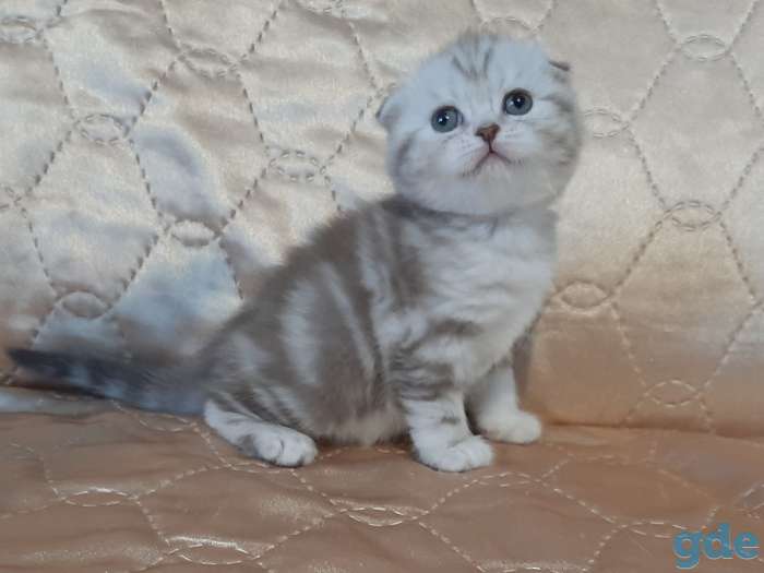 Шотландские котята, фотография 7