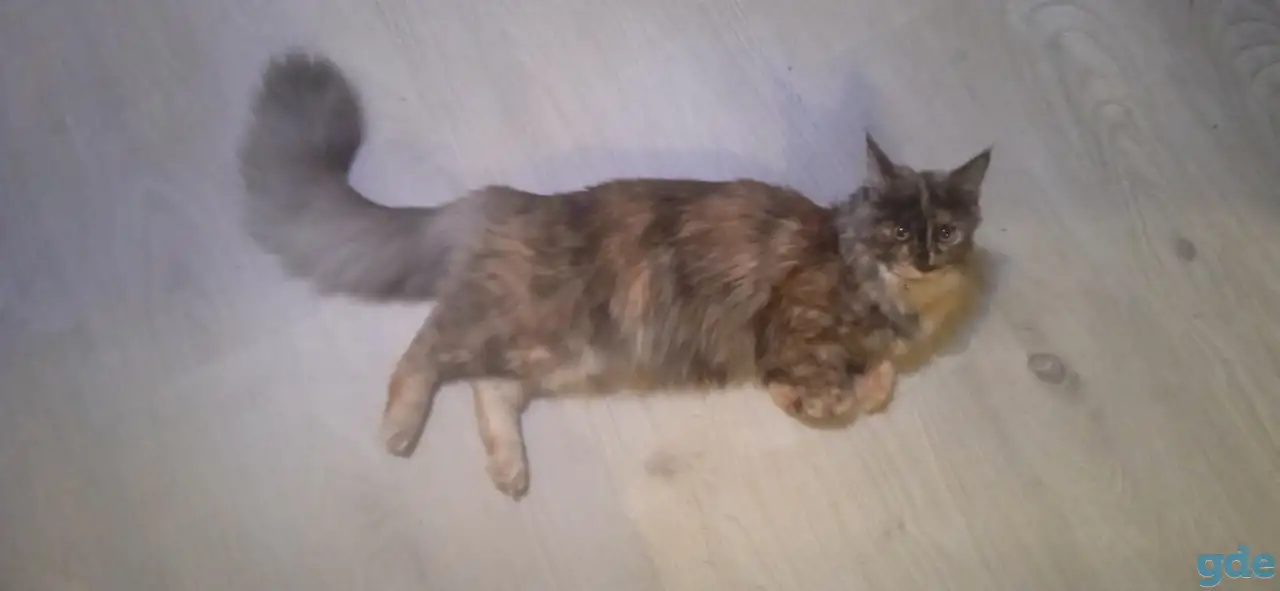 Продажа котят Мейн кун, фотография 3