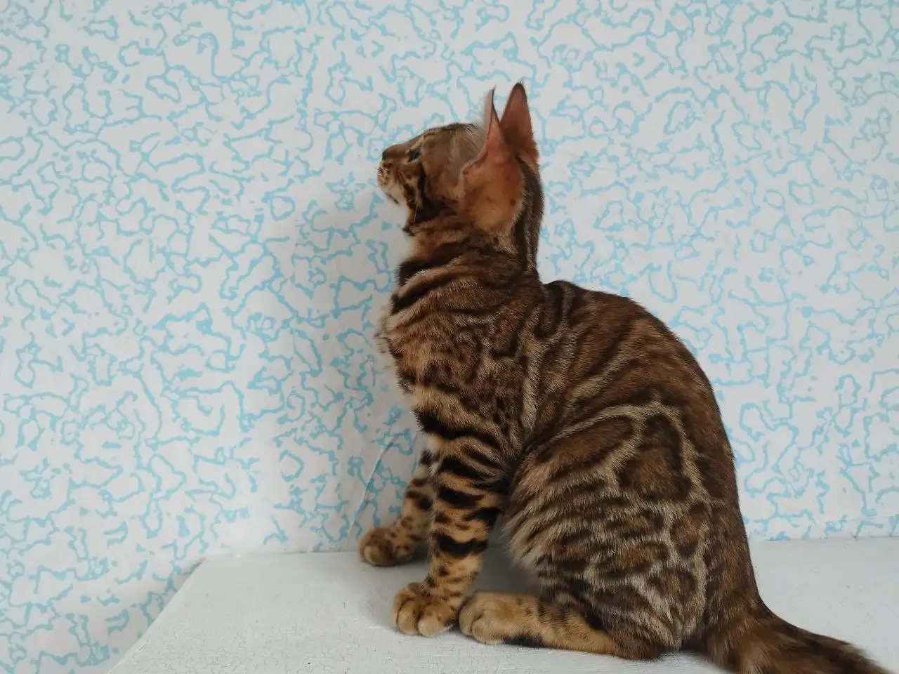 бенгальские котята, фотография 8