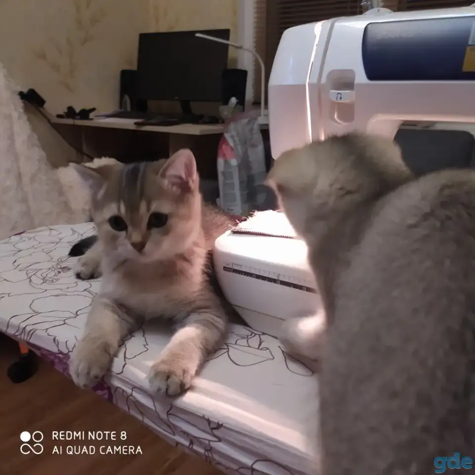 Шотландские котята золотая шиншилла. Договорная, фотография 5