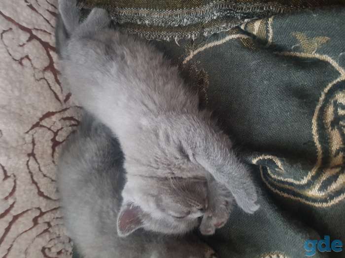 Британские котята, фотография 1