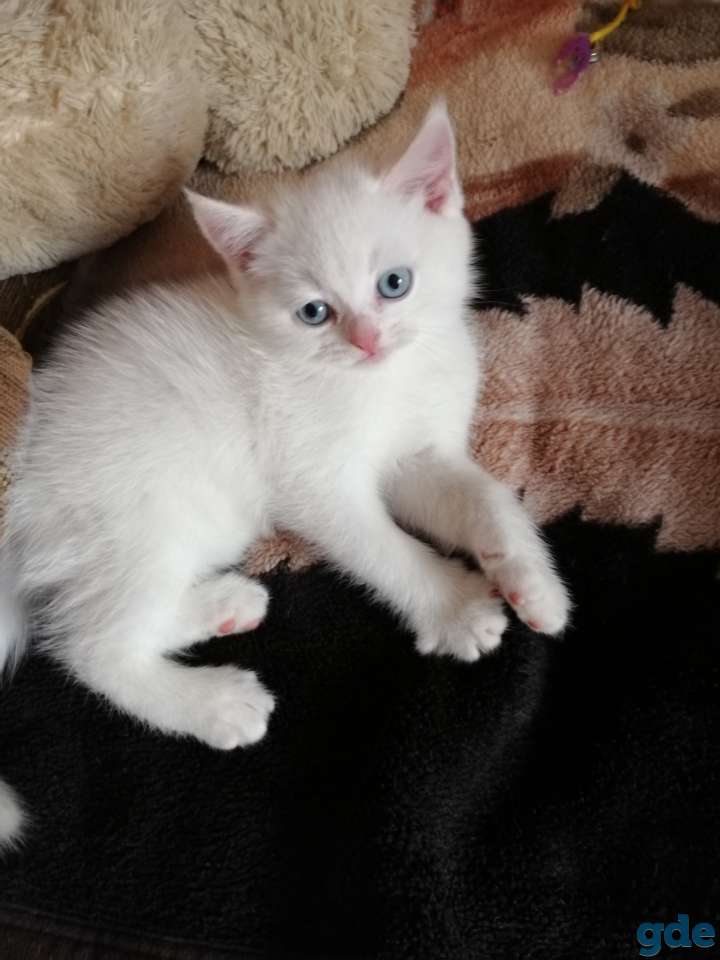 Чистокровные шотландские котята, фотография 12
