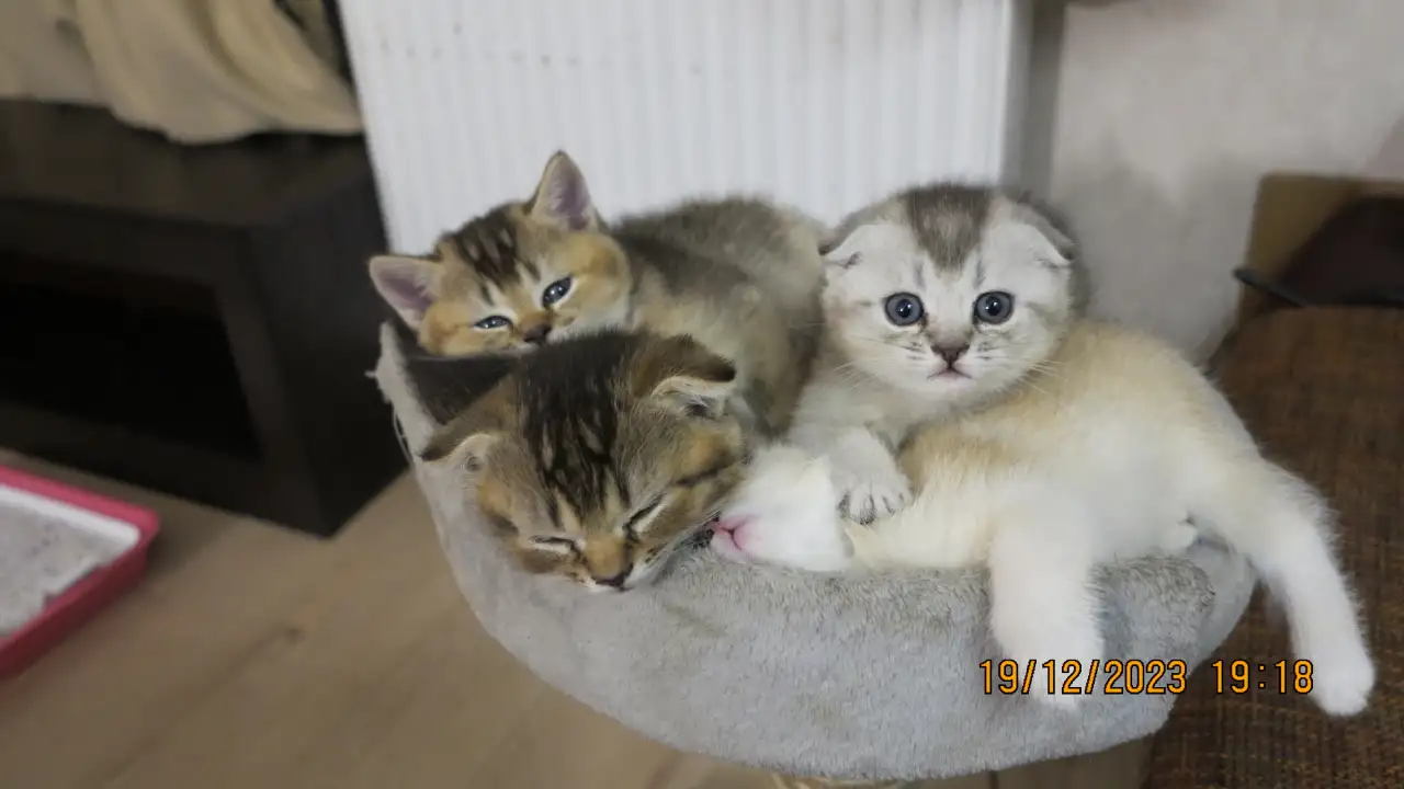 Шотландские котята, фотография 1