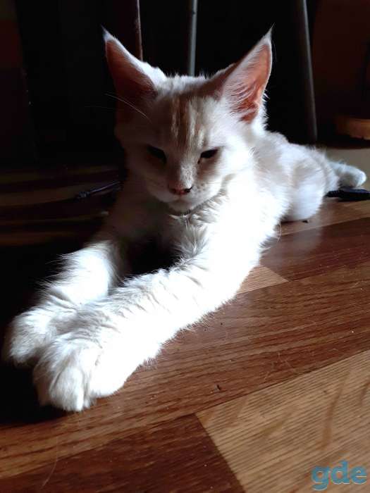 Котята Мейн КУН, фотография 5