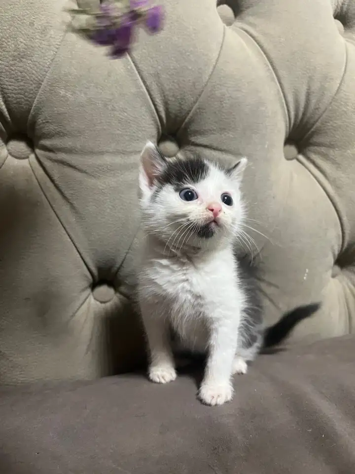 Отдам котенка, фотография 1
