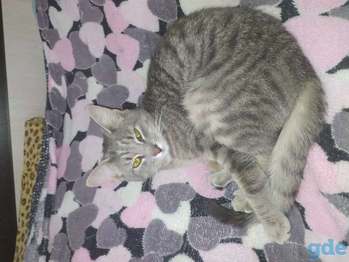 Котенок в добрые руки, фотография 2