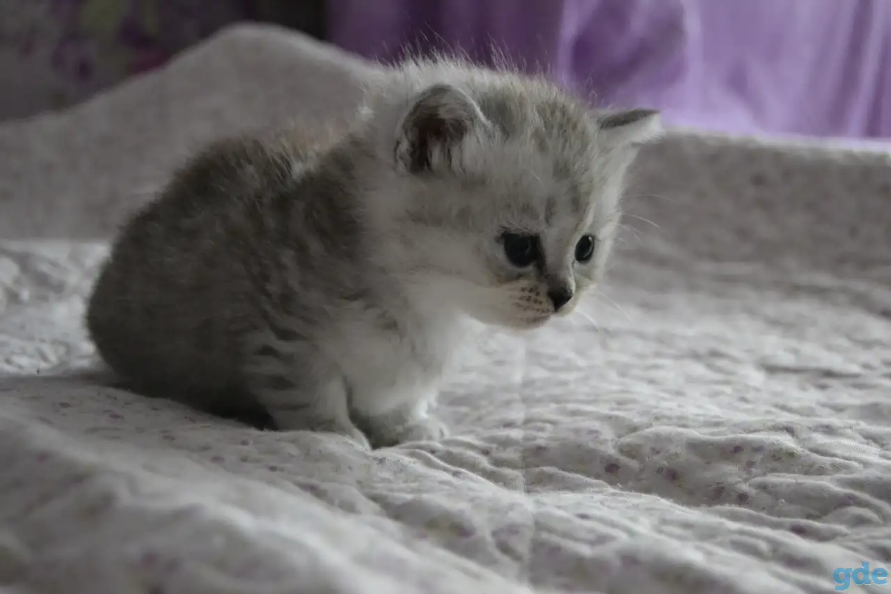 Шотландские котята, фотография 7